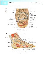 Sobotta  Atlas of Human Anatomy  Trunk, Viscera,Lower Limb Volume2 2006, page 311